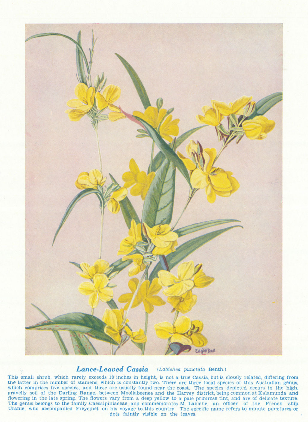Lance-leaved Cassia (Labichea punctata). West Australian Wild Flowers 1950